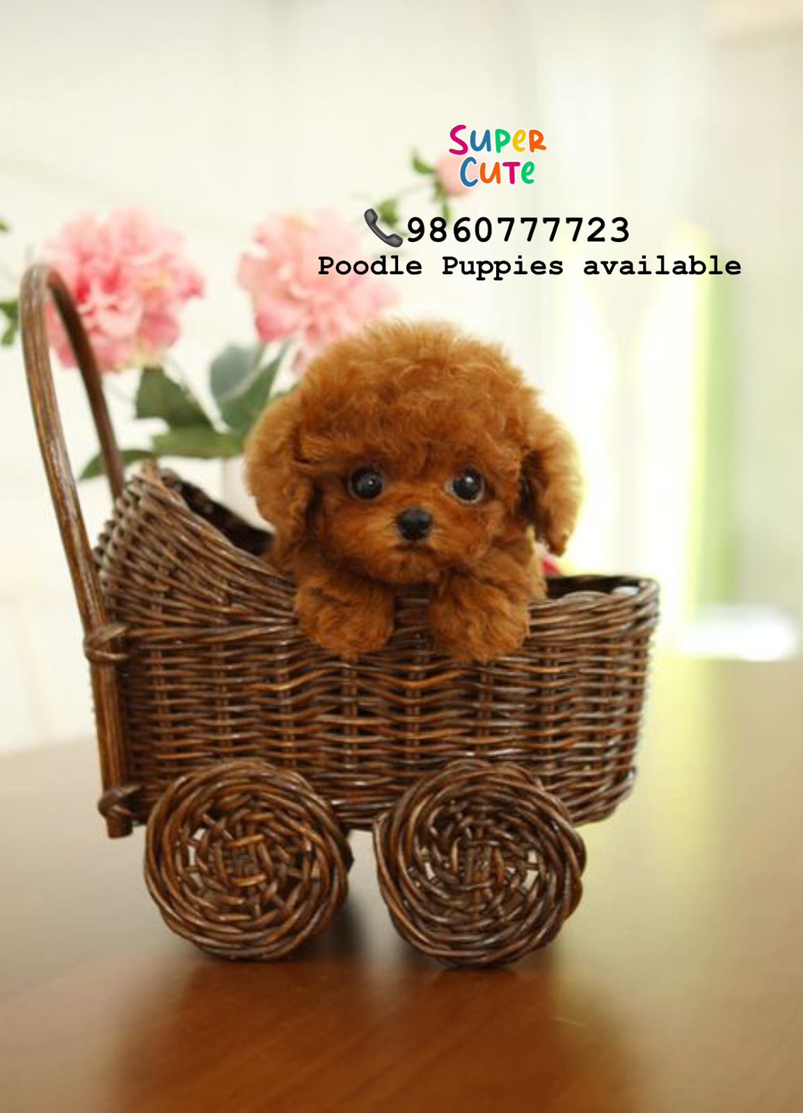Image of Toy Poodle posted on 2022-08-22 04:07:05 from PUNE